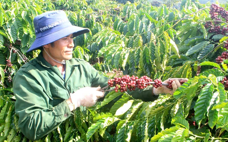 Ngoài giá bán giảm, chi phí đầu vào như phân bón và vận tải tăng cao khiến biên lợi nhuận của doanh nghiệp bị thu hẹp (Ảnh: Huân Trần).