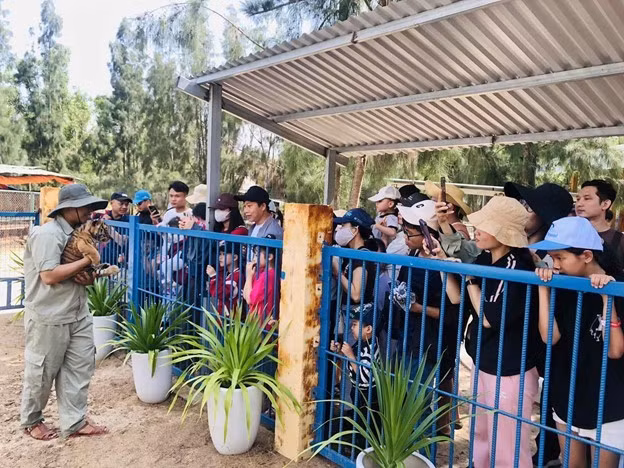 Chú hổ con gây “sốt” tại FLC Zoo Safari Park Quy Nhơn, thu hút hàng nghìn người đến tham quan